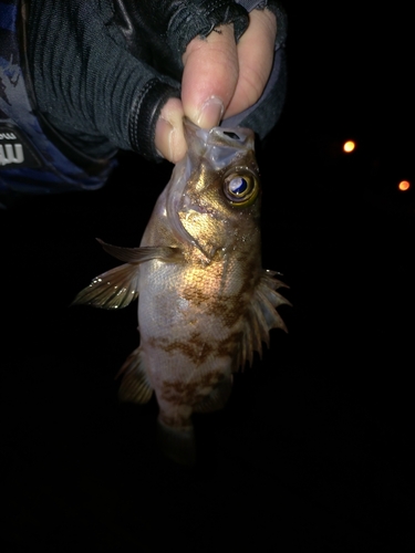 シロメバルの釣果