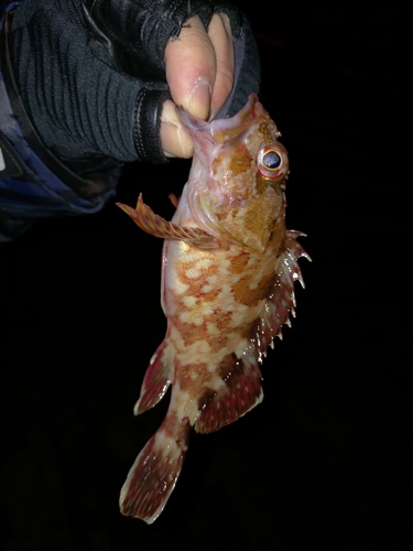 ガシラの釣果