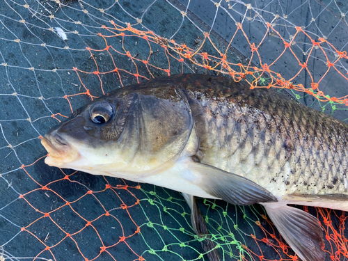 コイの釣果