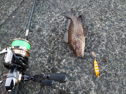 オオモンハタの釣果