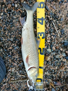 ニゴイの釣果