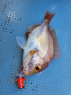 レンコダイの釣果