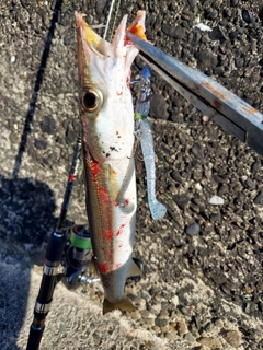 カマスの釣果