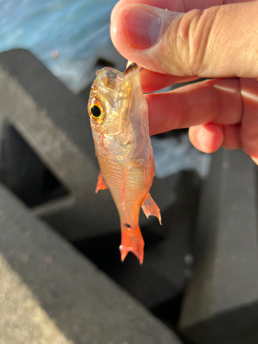 ネンブツダイの釣果