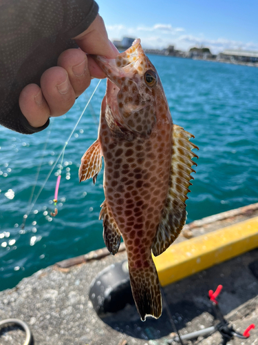 オオモンハタの釣果