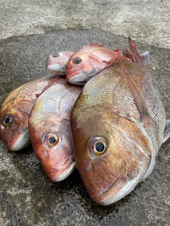 タイの釣果