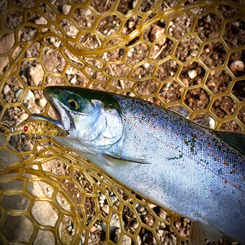 アマゴの釣果