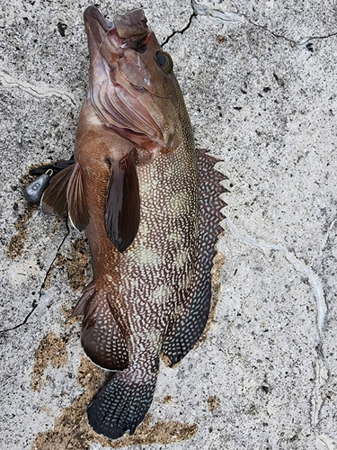 イシミーバイの釣果