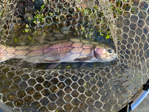 トラウトの釣果