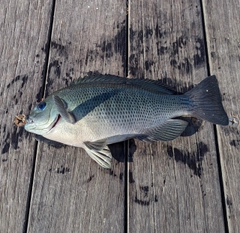 メジナの釣果