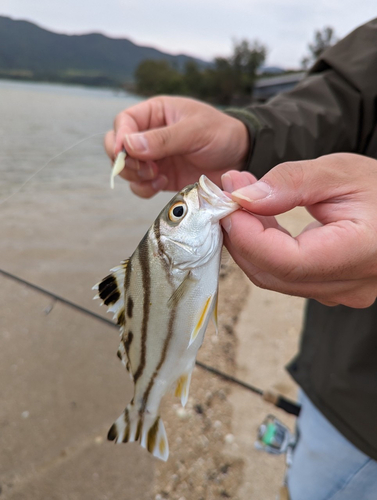 コトヒキの釣果