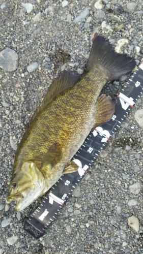 スモールマウスバスの釣果