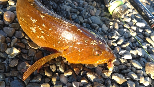 アイナメの釣果