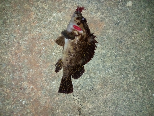 オウゴンムラソイの釣果