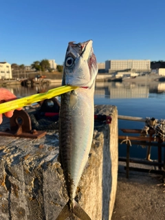 サバの釣果