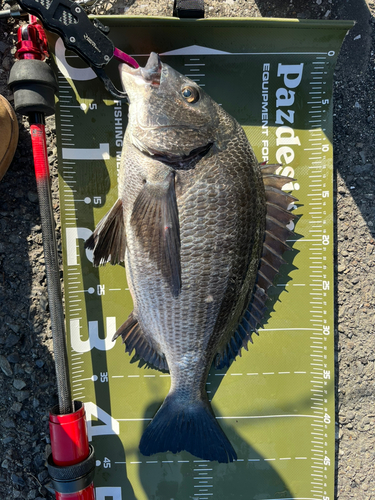 クロダイの釣果