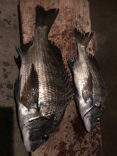 クロダイの釣果