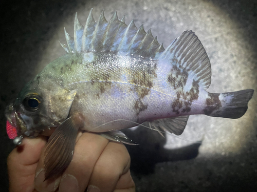 アオメバルの釣果