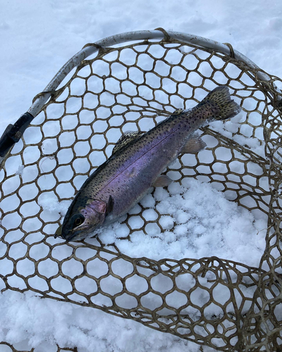 トラウトの釣果