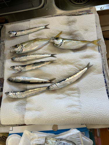 アジの釣果