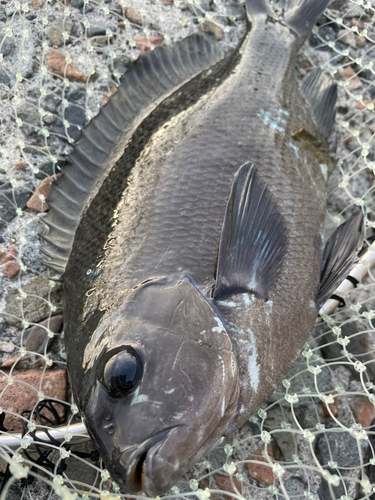 グレの釣果