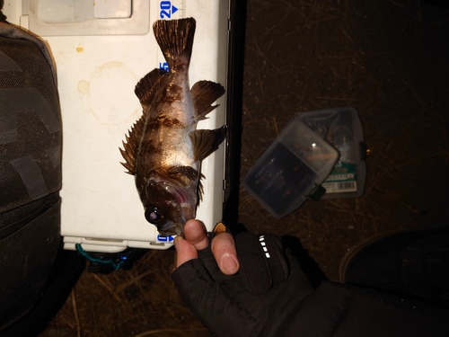 メバルの釣果