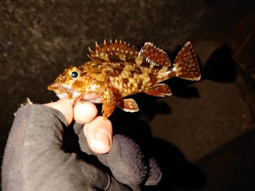 カサゴの釣果