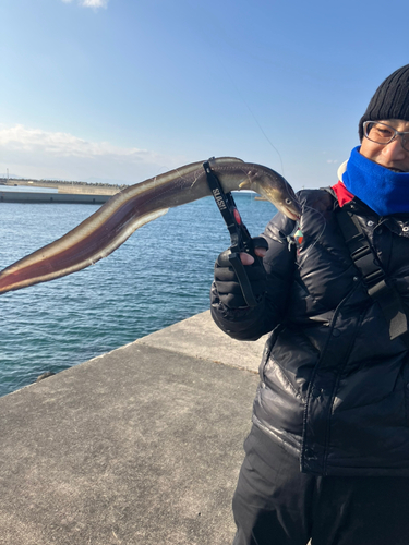 アナゴの釣果