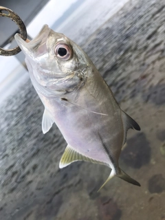 ギンガメアジの釣果