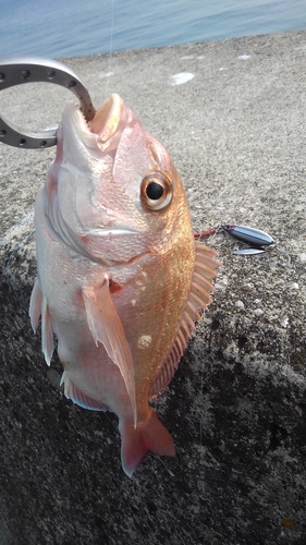 タイの釣果