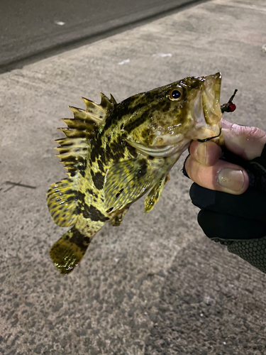 タケノコメバルの釣果