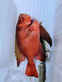 チカメキントキの釣果