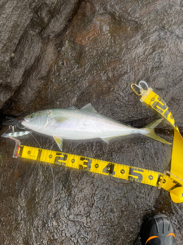 ハマチの釣果