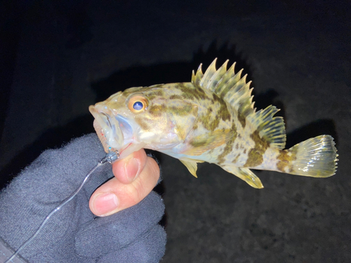 タケノコメバルの釣果