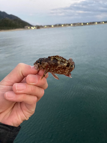 ガシラの釣果