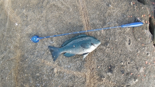 メジナの釣果