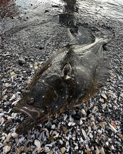 ヒラメの釣果