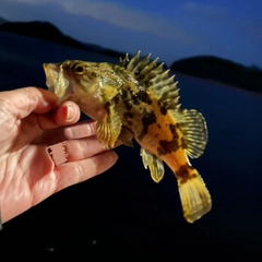 タケノコメバルの釣果