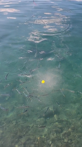 サバの釣果