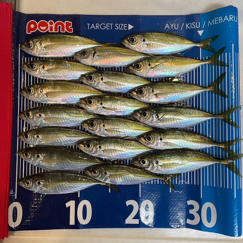 アジの釣果