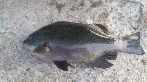 メジナの釣果