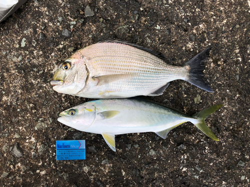 タイの釣果