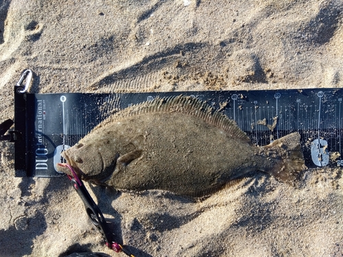 ヒラメの釣果