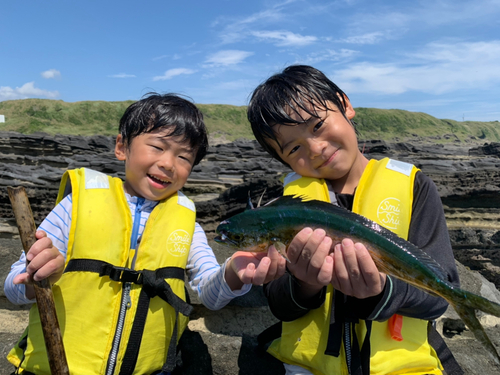 シイラの釣果