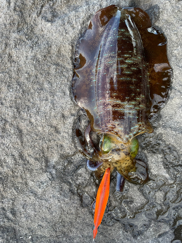 アオリイカの釣果