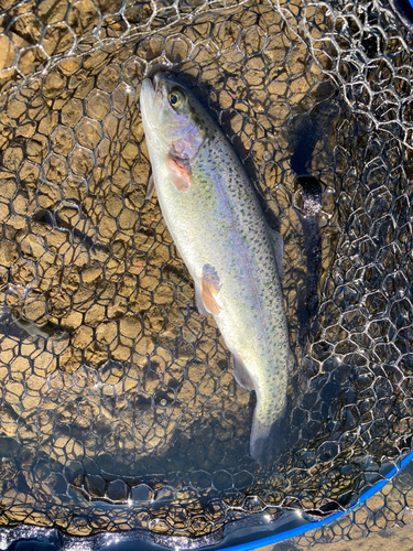 ニジマスの釣果