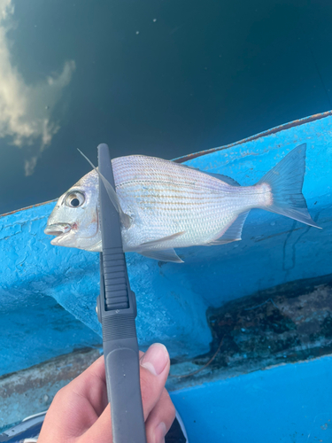 ヘダイの釣果