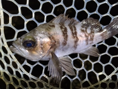 メバルの釣果