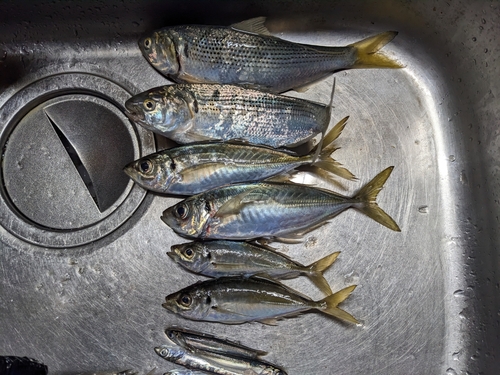 アジの釣果