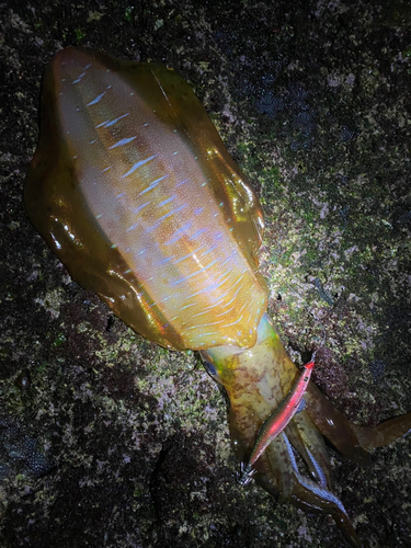 アオリイカの釣果